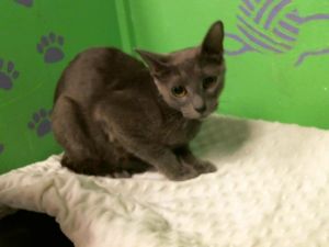 SASSY Domestic Short Hair Cat