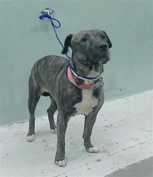 LEAH *LELE* Staffordshire Bull Terrier Dog