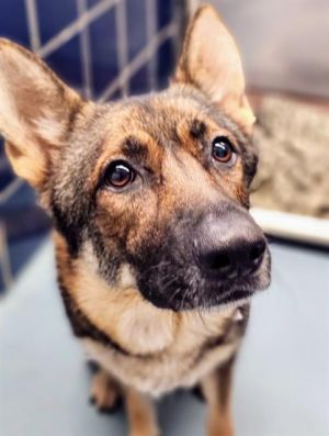 LEXI German Shepherd Dog Dog
