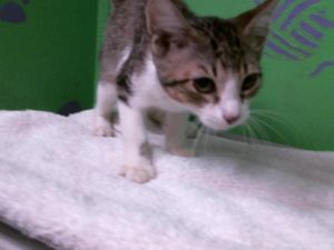 COLT Domestic Short Hair Cat