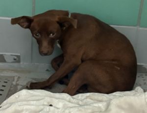 BRODIE Chihuahua Dog