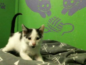 MELVIN Domestic Short Hair Cat
