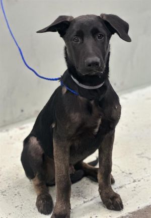 ZEUS Belgian Shepherd / Sheepdog Dog