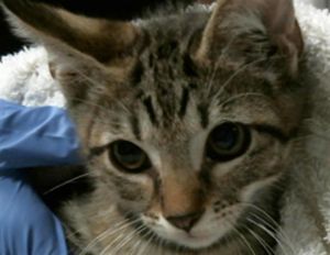 RAPUNZEL Domestic Short Hair Cat
