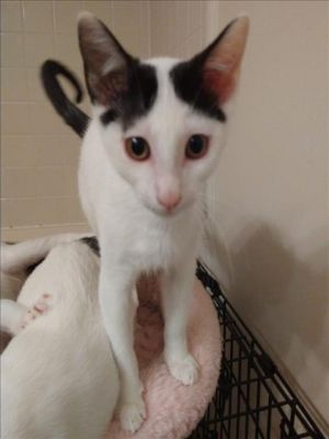PATCHES Domestic Short Hair Cat