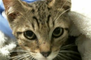 RUMPLE Domestic Short Hair Cat
