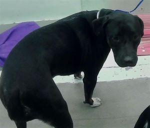 THOR Staffordshire Bull Terrier Dog