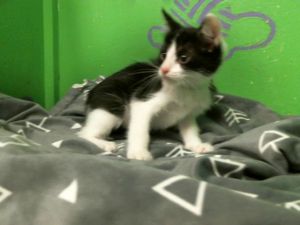 MISSY Domestic Short Hair Cat