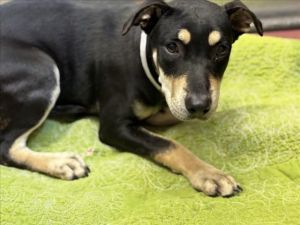 KIMBERLY Rottweiler Dog
