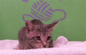 KIKI Domestic Short Hair Cat