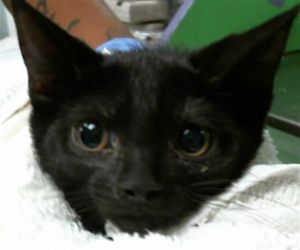 DAPHNE Domestic Short Hair Cat