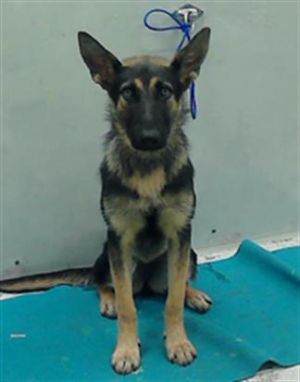 PENNIE German Shepherd Dog Dog