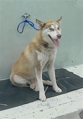EDWIN Siberian Husky Dog