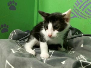 MARLOW Domestic Short Hair Cat