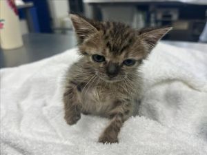 GRUB Domestic Short Hair Cat