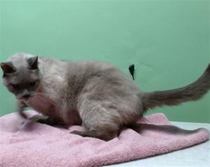 MR CHUNK Siamese Cat