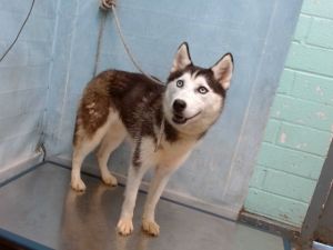 ZENA Husky Dog