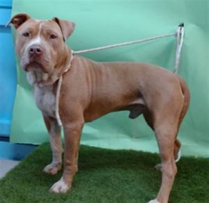 DUKE Pit Bull Terrier Dog