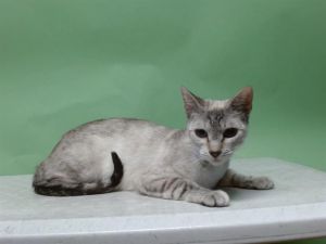 GIRL Domestic Short Hair Cat