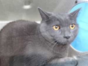 PRINCESS Domestic Short Hair Cat