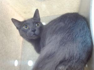 PAUL Domestic Short Hair Cat