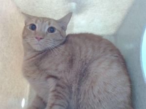 MARMALAY Domestic Short Hair Cat