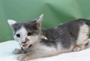 NUBS Domestic Short Hair Cat