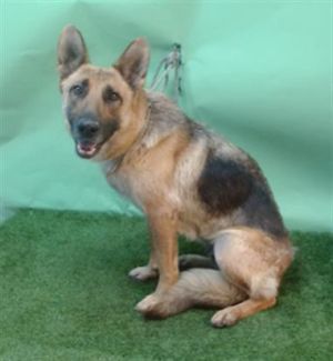 BRIDGETTE German Shepherd Dog Dog