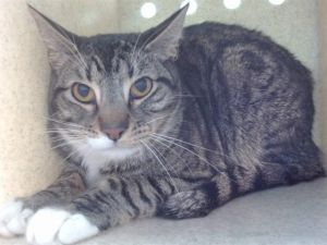 TIGRO Domestic Short Hair Cat