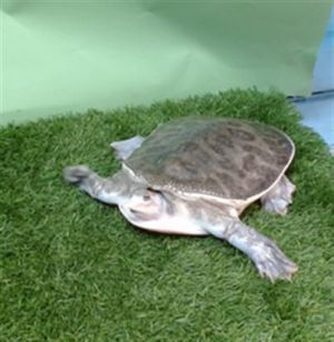 A5710686, Adult Female unknown