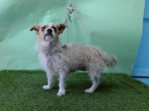 ZENA Terrier Dog