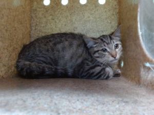 BRUNO Domestic Short Hair Cat
