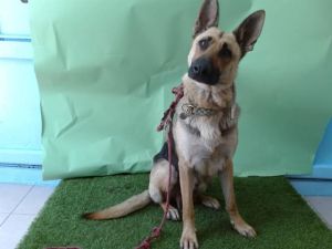 A5709671 German Shepherd Dog Dog