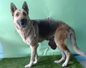 COCO German Shepherd Dog Dog