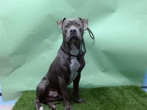 TAIKA Pit Bull Terrier Dog