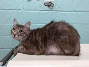 LEENA Domestic Medium Hair Cat