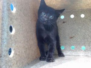 WRIGLEY Domestic Short Hair Cat
