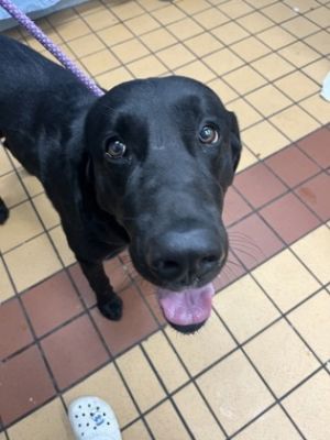 Tucker, Adult Male unknown