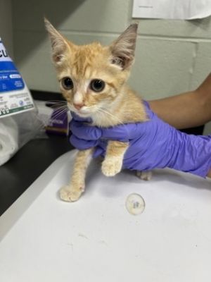 Garfield, Baby Male unknown