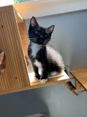 BBQ 857-25 Domestic Short Hair Cat