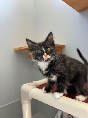 Cobbler 856-25 Domestic Short Hair Cat