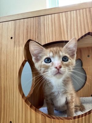 Slaw Dog 854-25 Domestic Short Hair Cat