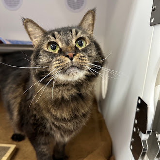 George, an adoptable Maine Coon, Domestic Short Hair in Gwinn, MI, 49841 | Photo Image 2
