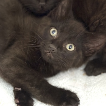 Fudgesicle, an adoptable Domestic Short Hair in Gwinn, MI, 49841 | Photo Image 1