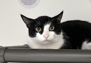 Ziggy, an adoptable Domestic Short Hair in Gwinn, MI, 49841 | Photo Image 1