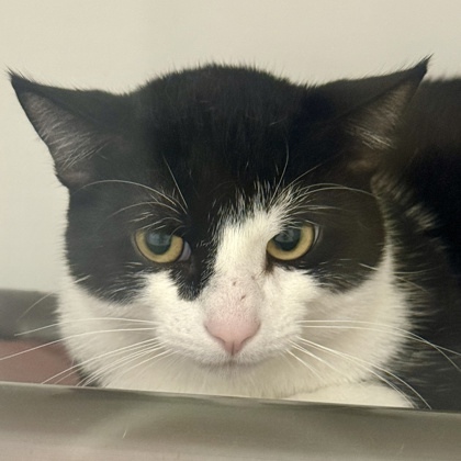 Ziggy, an adoptable Domestic Short Hair in Gwinn, MI, 49841 | Photo Image 2