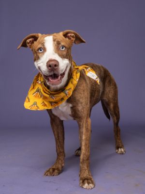 Sprout Pit Bull Terrier Dog
