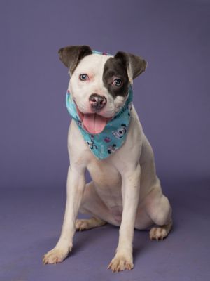 Cheese Mixed Breed Dog
