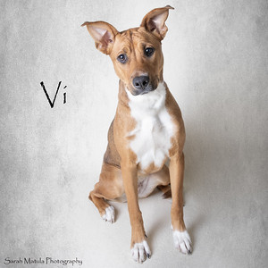Vi