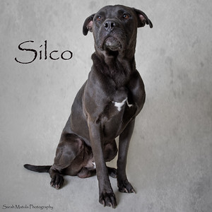 Silco